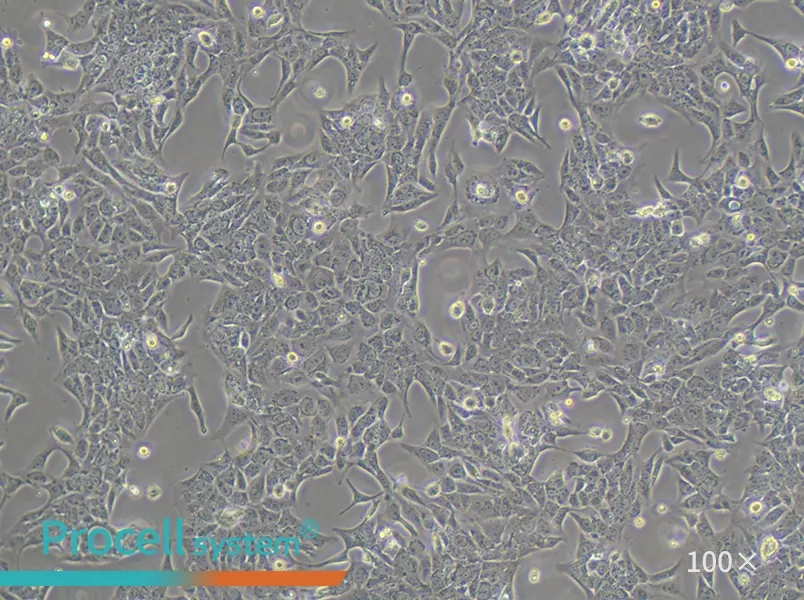 SV-HUC-1 Cell Complete Medium - 3