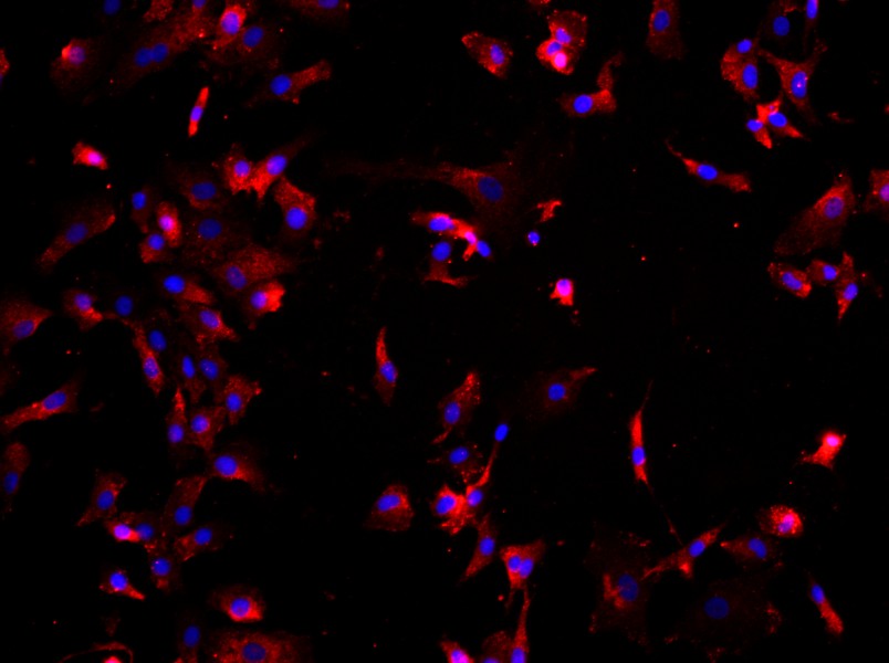 Rat Chondrocyte Complete Medium - small - 3