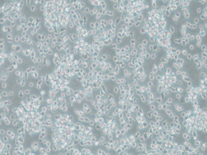 TK6 Cell Complete Medium - small - 6