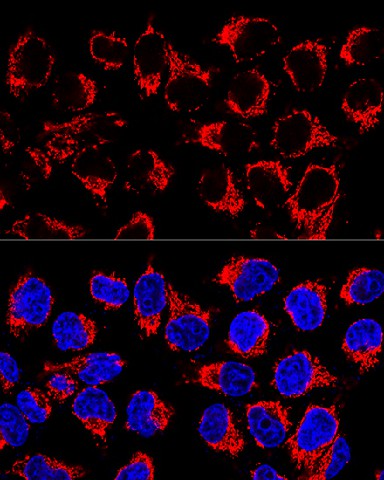 Confocal immunofluorescence analysis of HeLa cells using LRPPRC Polyclonal Antibody at dilution of  1:400. Blue: DAPI for nuclear staining.