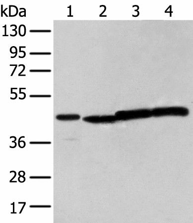 Western blot analysis of 293T cell  using NUDT12 Polyclonal Antibody at dilution of 1:300