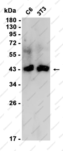 Recombinant PDHA1 Monoclonal Antibody - 1
