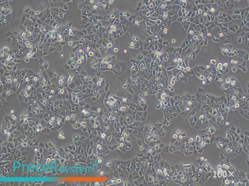 MS751 Cell Complete Medium - 1