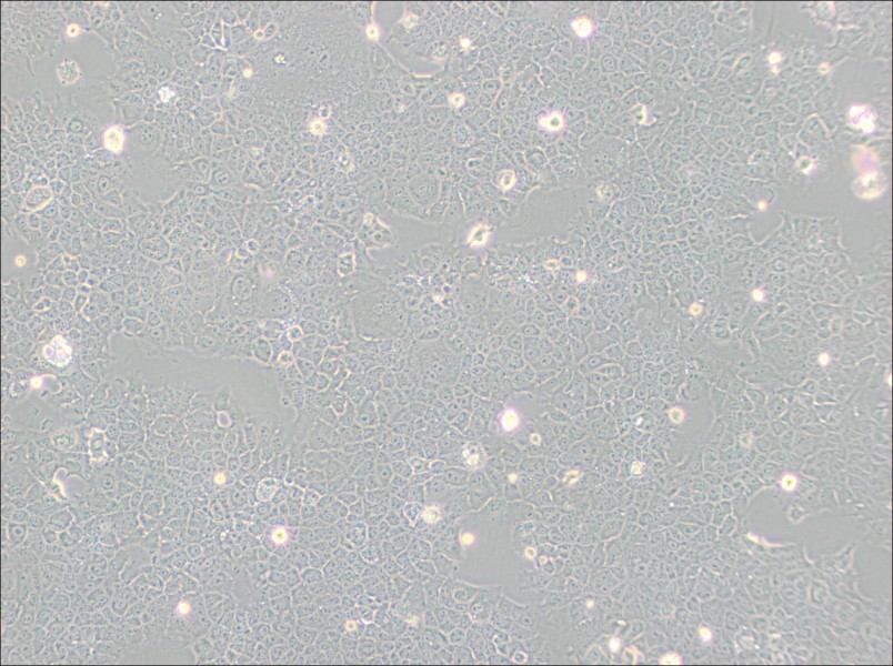 AML12 Cell Complete Medium - small - 3