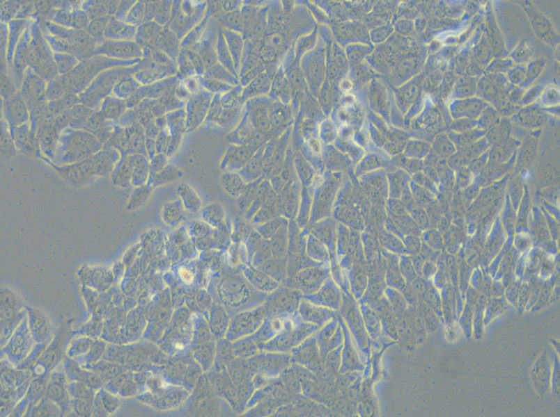 NCI-H358 Cell Complete Medium - small - 5