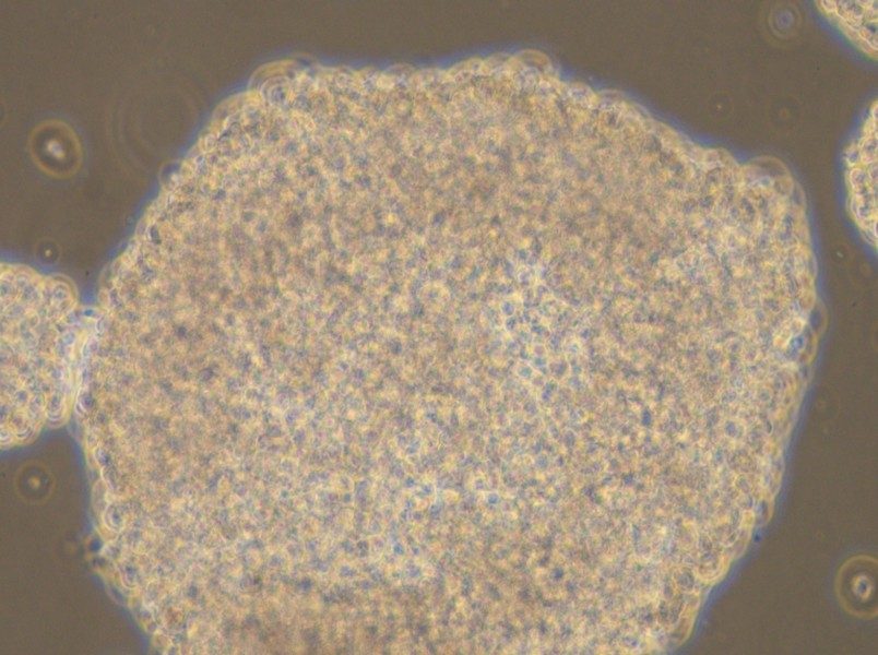 NK-92MI Cell Complete Medium - small - 5