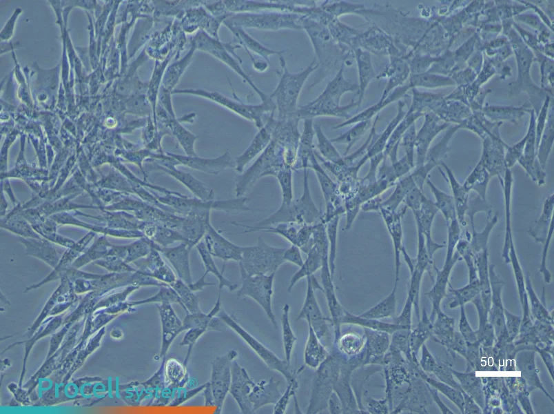 Chicken Preadipocyte Complete Medium - 4