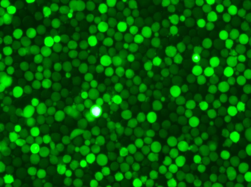 K-562-GFP Cell Complete Medium - 6