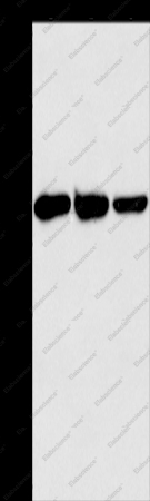 GOT1 Polyclonal Antibody - 1