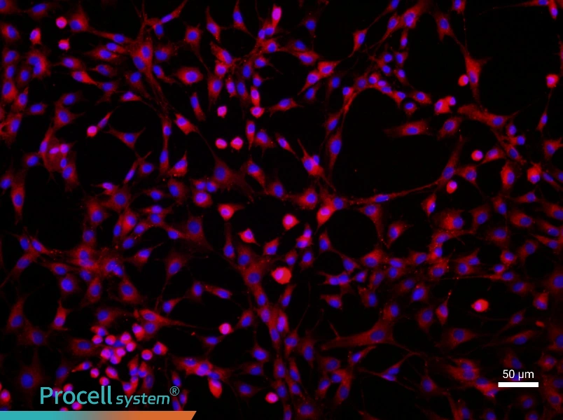 Rat Bone Marrow-Derived Endothelial Progenitor Cell Complete Medium - 1