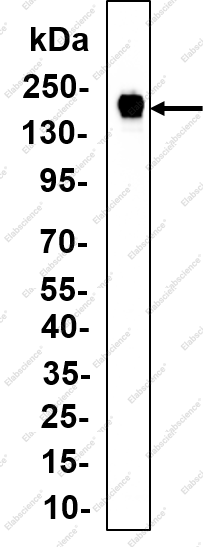 Recombinant Rad50 Monoclonal Antibody - 1