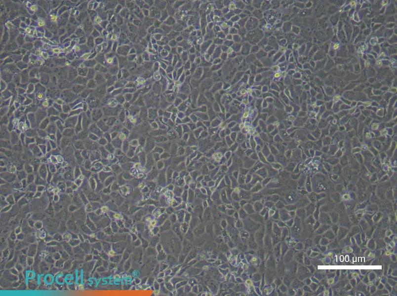 Mouse Endometrial Epithelial Cell Complete Medium - 2