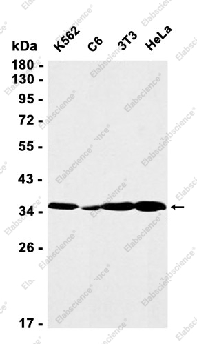 Recombinant Adenosine A1 Receptor Monoclonal Antibody - 1