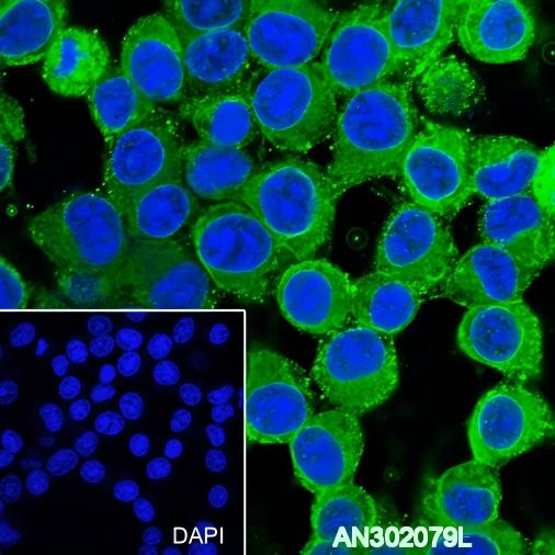 Recombinant Phospho-Tau (Ser199) Monoclonal Antibody - small - 3