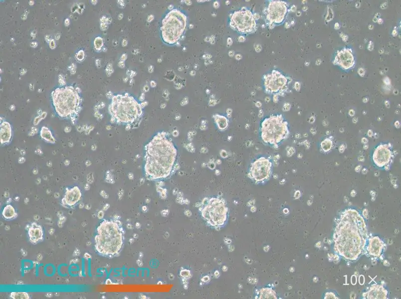 SK-ES-1 Cell Complete MediumSK-ES-1 Cell Complete Medium - 3