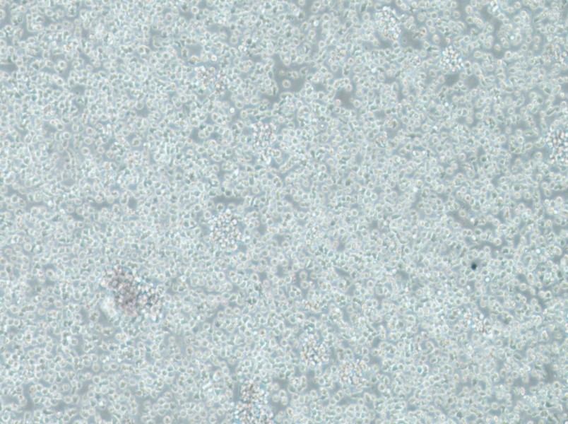 TK6 Cell Complete Medium - 2