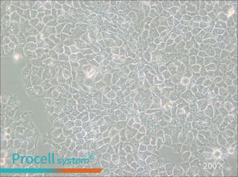 KYSE-510 Cell Complete Medium - 6