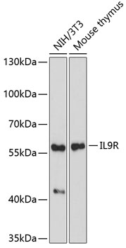 Western blot analysis of extracts of various cell lines using IL9R Polyclonal Antibody at dilution of 1:1000.