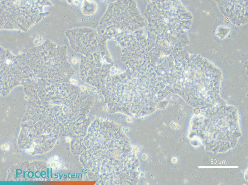 HCC1500 Cell Complete MediumHCC1500 Cell Complete Medium - 6