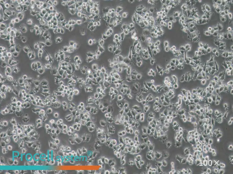 A-427 Cell Complete Medium - 1