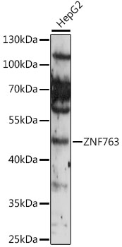 Western blot analysis of extracts of various cell lines using ZNF763 Polyclonal Antibody at 1:1000 dilution.