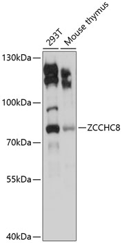 Western blot analysis of extracts of various cell lines using ZCCHC8 Polyclonal Antibody at 1:3000 dilution.