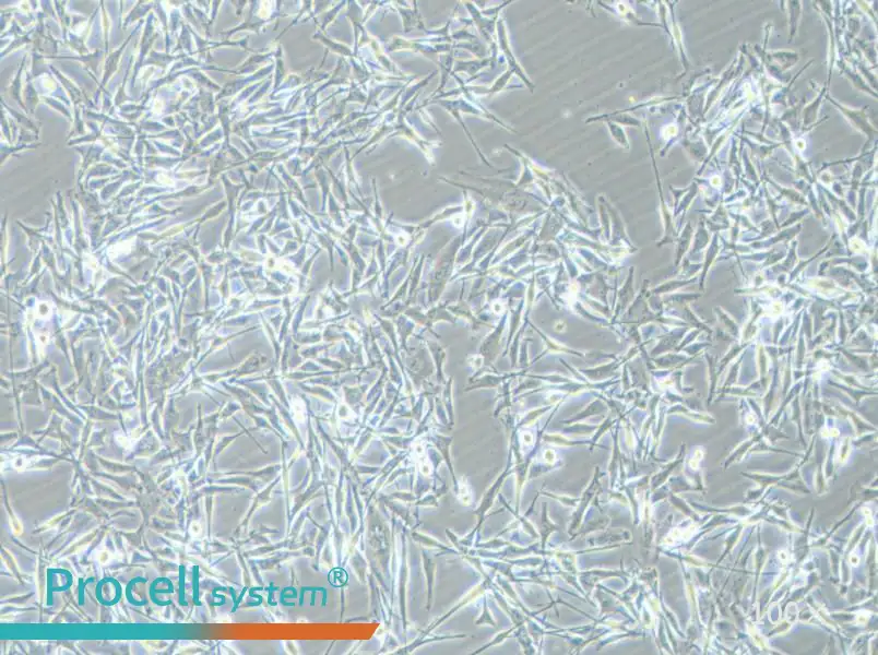 VMM39 Cell Complete MediumVMM39 Cell Complete Medium - 2