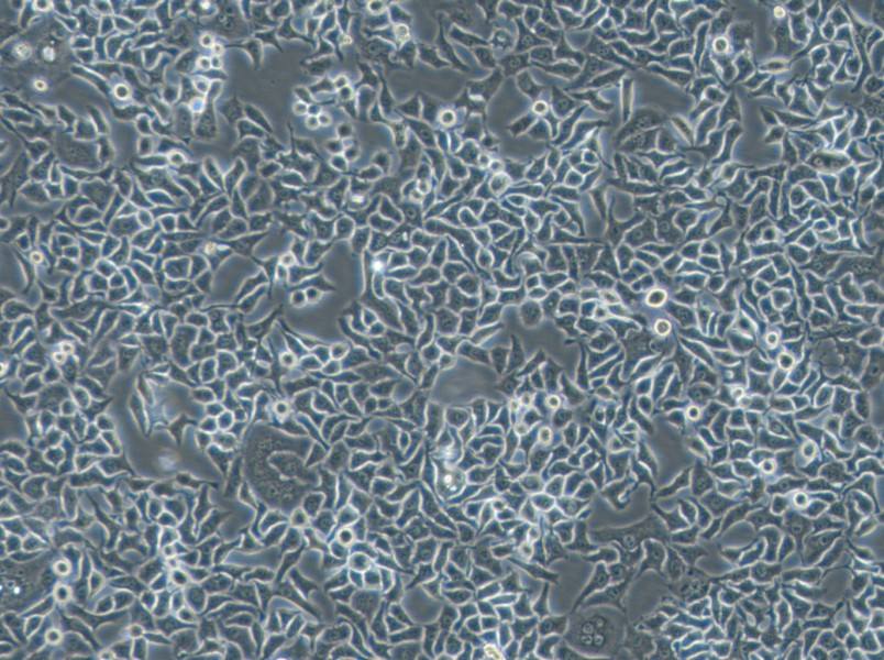 Hela S3 Cell Complete MediumHela S3 Cell Complete Medium - 2