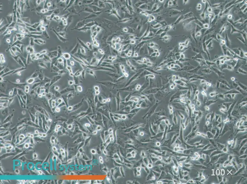 SF-295 Cell Complete Medium - 1