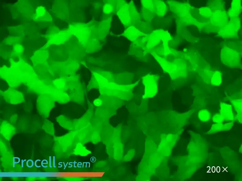 U-2 OS-LUC-EGFP Cell Complete Medium - small - 6