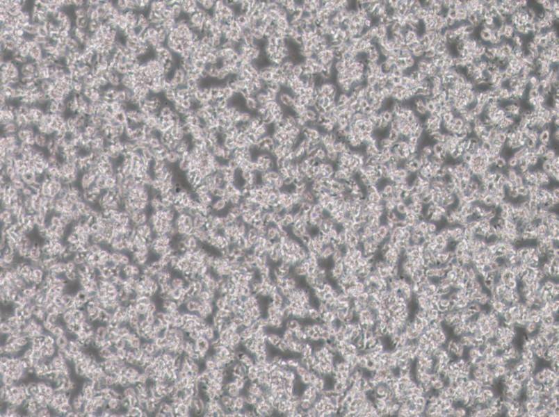 SU-DHL-1 Cell Complete Medium-searchlist-1