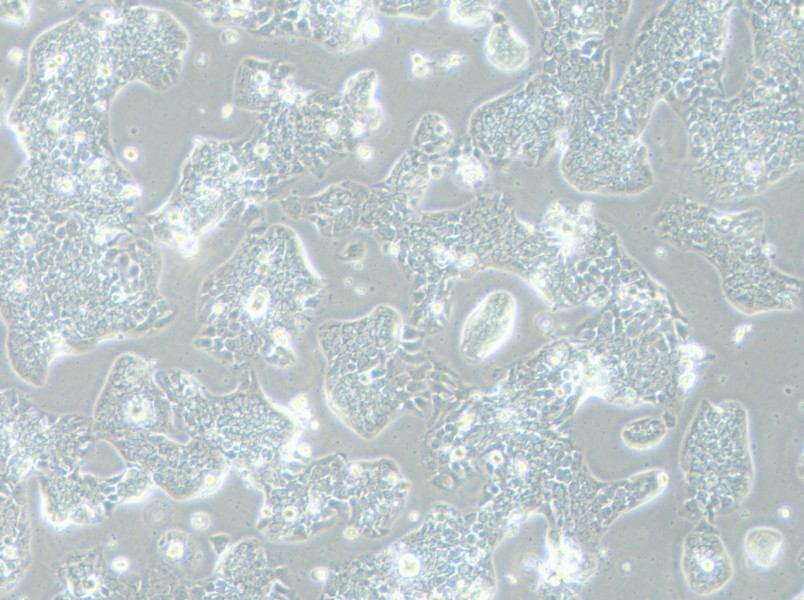 TE-14 Cell Complete Medium - 2