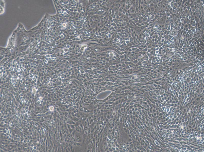 Calu-3 Cell Complete MediumCalu-3 Cell Complete Medium - 3
