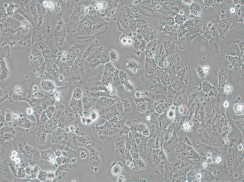 H4 Cell Complete Medium - small - 4