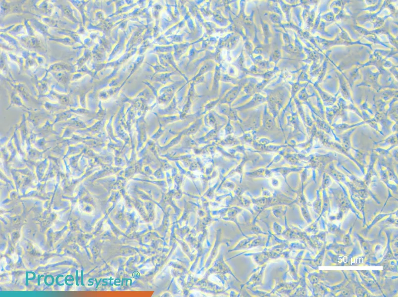 B16-F10 Cell Complete Medium - small - 5