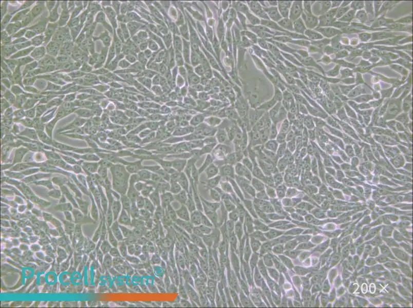 R 1610 Cell Complete Medium - 4