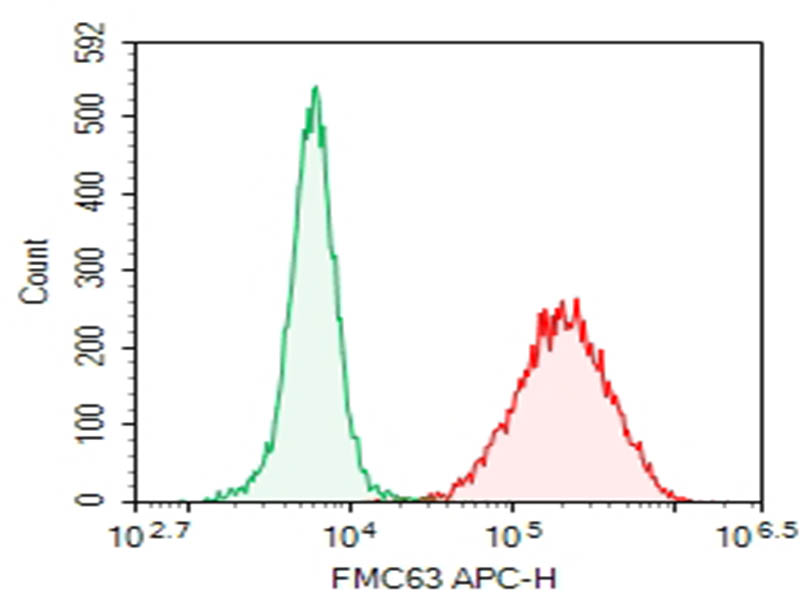 Purified Anti-FMC63 Antibody[DA001] - 1