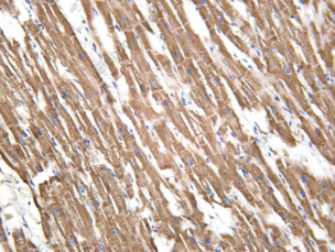 Recombinant THIOM Monoclonal Antibody - 1