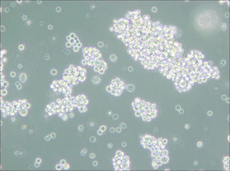MMQ Cell Complete Medium - 5
