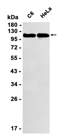 Recombinant CD146/MCAM Monoclonal Antibody - 1