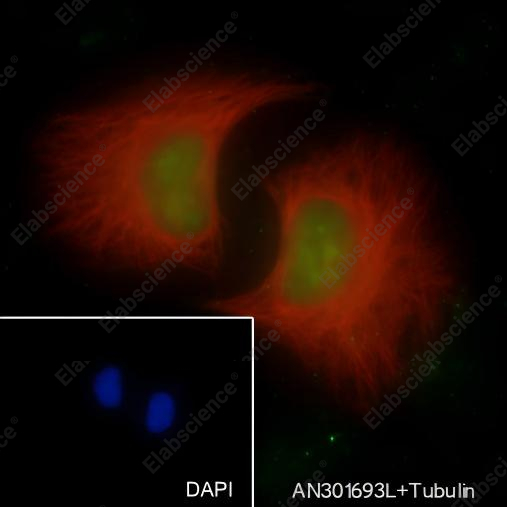 Recombinant KDM2A Monoclonal Antibody - 3