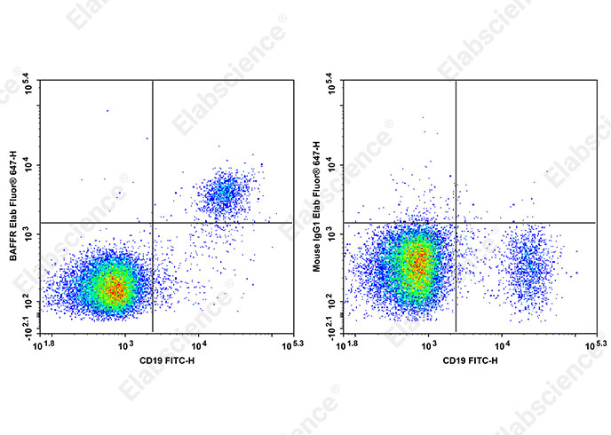 Elab Fluor<sup>®</sup> 647 Anti-Human BAFFR Antibody[7H12]-searchlist-1