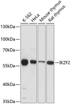 Western blot analysis of extracts of various cell lines using IKZF2 Polyclonal Antibody at dilution of 1:3000.