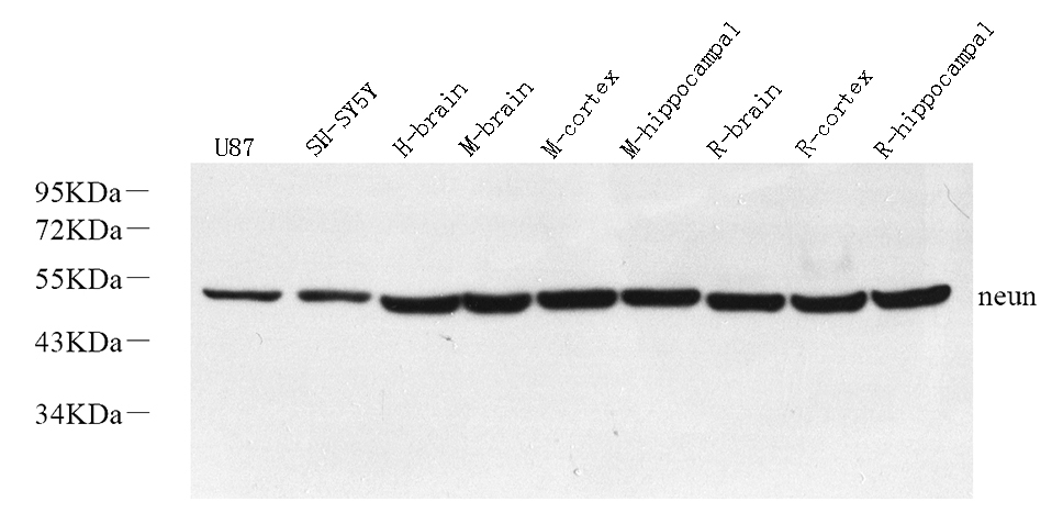 Western Blot analysis of various samples using RBFOX3 Polyclonal Antibody at dilution of 1:1000.