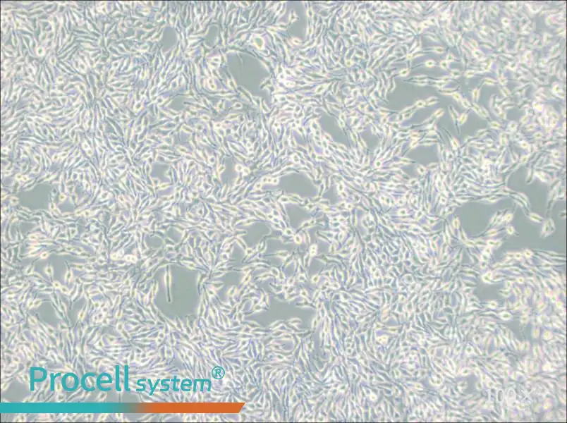 B16 Cell Complete Medium - 1