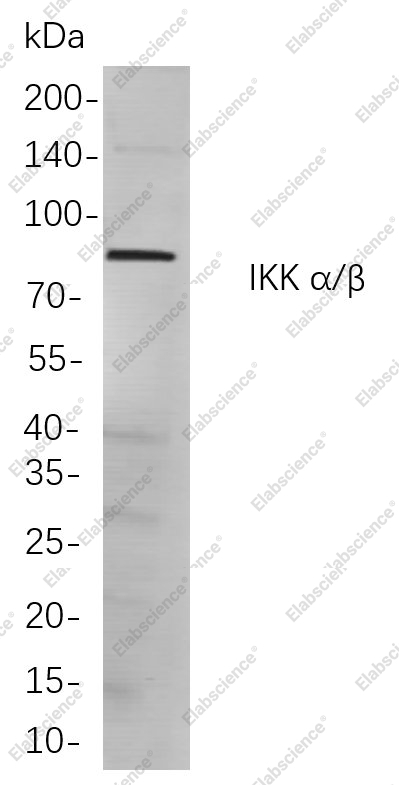 Recombinant IKK α/β Monoclonal Antibody - 1