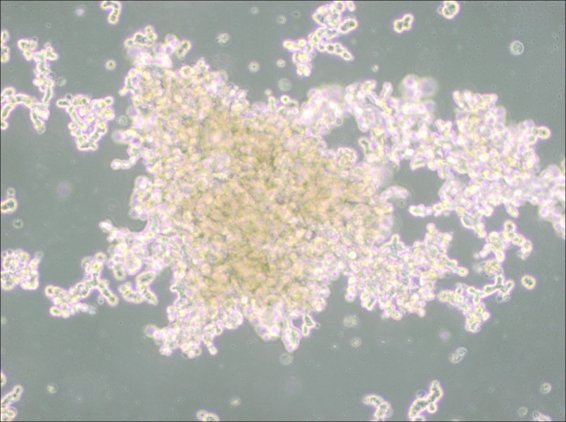 DU4475 Cell Complete Medium - 3