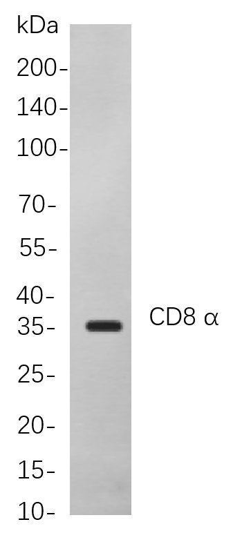 Recombinant CD8 α Monoclonal Antibody-searchlist-1