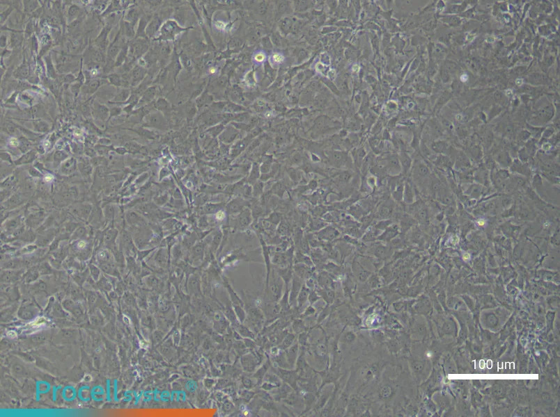 Mouse Scleral Fibroblast Complete Medium - 1