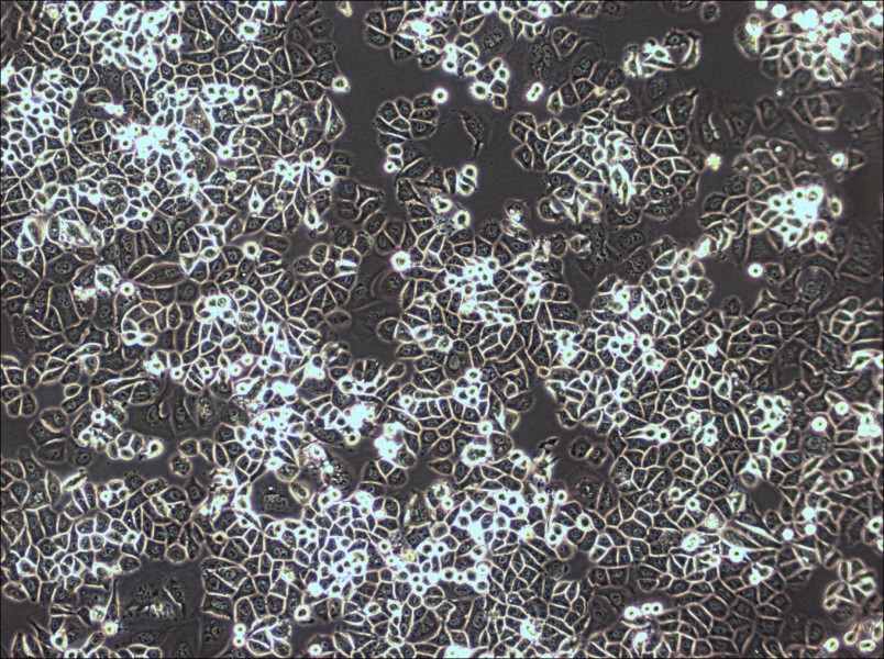 AU565 Cell Complete Medium-searchlist-1